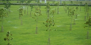 Tưới tự động tại nút giao thông Trạm 2 Thủ Đức