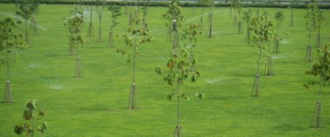 Tưới tự động tại nút giao thông Trạm 2 Thủ Đức