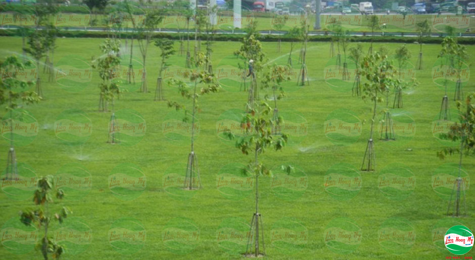 Tưới tự động tại nút giao thông Trạm 2 Thủ Đức