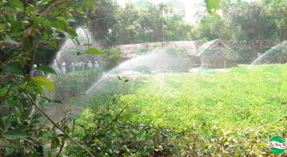 Tưới tự động tại khu di tích Kim Liên - Nam Đàn - Nghệ An