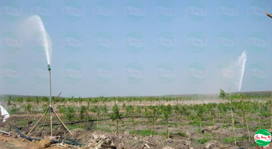 Tưới tự động vườn ươm Bàu Bàng